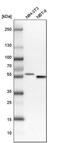 Stromal membrane-associated protein 1 antibody, PA5-56509, Invitrogen Antibodies, Western Blot image 