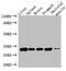 Glycoprotein M6A antibody, LS-C375821, Lifespan Biosciences, Western Blot image 