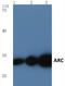 ARC/ARG3.1 antibody, AP06016PU-N, Origene, Western Blot image 
