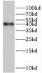 HERPUD Family Member 2 antibody, FNab03839, FineTest, Western Blot image 