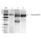 Heat Shock Protein Family A (Hsp70) Member 5 antibody, NBP2-59692, Novus Biologicals, Western Blot image 