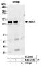 NBR1 Autophagy Cargo Receptor antibody, A305-272A, Bethyl Labs, Immunoprecipitation image 