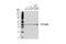 BLOC-1 Related Complex Subunit 6 antibody, 54037S, Cell Signaling Technology, Western Blot image 
