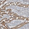 EMRE antibody, HPA032117, Atlas Antibodies, Immunohistochemistry paraffin image 