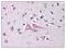 Neuritin 1 antibody, AP07717PU-N, Origene, Immunohistochemistry frozen image 
