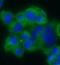 Synaptophysin antibody, FNab08421, FineTest, Immunofluorescence image 