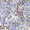 Interleukin 21 antibody, LS-C346306, Lifespan Biosciences, Immunohistochemistry frozen image 