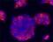 C-peptide antibody, MAB13361, R&D Systems, Immunofluorescence image 