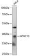 Homeobox C13 antibody, 15-824, ProSci, Western Blot image 