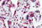 Leucine Zipper Tumor Suppressor 2 antibody, 5073, ProSci, Immunohistochemistry frozen image 
