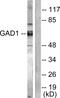 Glutamate Decarboxylase 2 antibody, PA5-38102, Invitrogen Antibodies, Western Blot image 