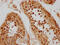 Exportin-2 antibody, CSB-PA006042LA01HU, Cusabio, Immunohistochemistry frozen image 