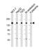 Golgi Glycoprotein 1 antibody, A07510, Boster Biological Technology, Western Blot image 