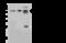 YY1 Transcription Factor antibody, 101028-T34, Sino Biological, Western Blot image 