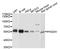 Phosphoglycerate Dehydrogenase antibody, abx126357, Abbexa, Western Blot image 