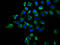 Protein dpy-19 homolog 2 antibody, LS-C680395, Lifespan Biosciences, Immunofluorescence image 