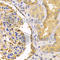 USO1 Vesicle Transport Factor antibody, A2796, ABclonal Technology, Immunohistochemistry paraffin image 