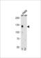 Cullin 4B antibody, 60-941, ProSci, Western Blot image 