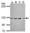 Protocadherin-10 antibody, PA5-31042, Invitrogen Antibodies, Western Blot image 
