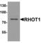 Mitochondrial Rho GTPase 1 antibody, MBS153364, MyBioSource, Western Blot image 