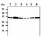 Small Glutamine Rich Tetratricopeptide Repeat Containing Alpha antibody, GTX57661, GeneTex, Western Blot image 