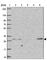 Probable G-protein coupled receptor 171 antibody, HPA062429, Atlas Antibodies, Western Blot image 
