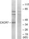 Atypical Chemokine Receptor 3 antibody, TA315637, Origene, Western Blot image 