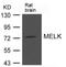 Maternal Embryonic Leucine Zipper Kinase antibody, 79-727, ProSci, Western Blot image 