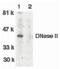 Deoxyribonuclease-2-alpha antibody, PA5-19900, Invitrogen Antibodies, Western Blot image 