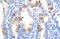 TEA Domain Transcription Factor 3 antibody, 28-836, ProSci, Immunohistochemistry paraffin image 