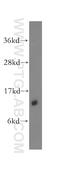D-dopachrome decarboxylase antibody, 12389-1-AP, Proteintech Group, Western Blot image 