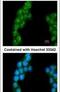 Proteasome 26S Subunit, Non-ATPase 3 antibody, PA5-27665, Invitrogen Antibodies, Immunofluorescence image 