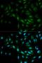 Mitogen-activated protein kinase 7 antibody, orb48449, Biorbyt, Immunocytochemistry image 