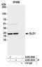 Glyoxalase I antibody, A305-291A, Bethyl Labs, Immunoprecipitation image 