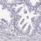 MYCBP Associated Protein antibody, PA5-54736, Invitrogen Antibodies, Immunohistochemistry frozen image 