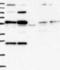 Prostate androgen-regulated mucin-like protein 1 homolog antibody, NBP1-85610, Novus Biologicals, Western Blot image 