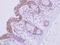 GBF1 antibody, NBP2-16619, Novus Biologicals, Immunohistochemistry frozen image 