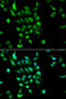 26S protease regulatory subunit 8 antibody, 16-022, ProSci, Immunofluorescence image 