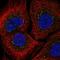 Interleukin 2 Receptor Subunit Gamma antibody, HPA049691, Atlas Antibodies, Immunofluorescence image 