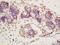 NHL Repeat Containing 2 antibody, orb1438, Biorbyt, Immunohistochemistry paraffin image 