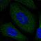 Neurochondrin antibody, HPA023676, Atlas Antibodies, Immunofluorescence image 