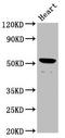 Protein naked cuticle homolog 1 antibody, LS-C674467, Lifespan Biosciences, Western Blot image 