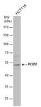 PCI Domain Containing 2 antibody, GTX120963, GeneTex, Western Blot image 