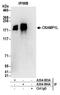 Cramped Chromatin Regulator Homolog 1 antibody, A304-094A, Bethyl Labs, Immunoprecipitation image 