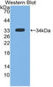 Insulin Like Growth Factor 1 antibody, LS-C298256, Lifespan Biosciences, Western Blot image 