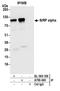 Signal Regulatory Protein Alpha antibody, A700-049, Bethyl Labs, Immunoprecipitation image 