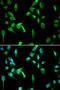 DNA Topoisomerase II Binding Protein 1 antibody, 19-856, ProSci, Immunofluorescence image 