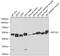 Eukaryotic Translation Elongation Factor 1 Alpha 2 antibody, 18-658, ProSci, Western Blot image 