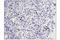 CD8 antibody, 98941S, Cell Signaling Technology, Immunohistochemistry frozen image 
