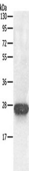 Ras-related protein Rab-5C antibody, TA324205, Origene, Western Blot image 